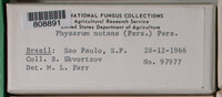 Physarum nutans image